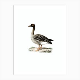 Vintage Bean Goose Bird Illustration on Pure White n.0044 Art Print