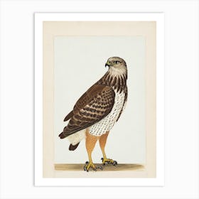 Hawk Illustration Bird Art Print