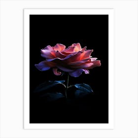 Pink Rose On Black Background 85 Art Print