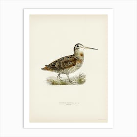 Eurasian Woodcock, The Von Wright Brothers Art Print