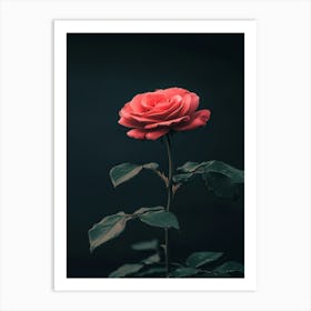 Single Rose On Dark Background 1 Art Print