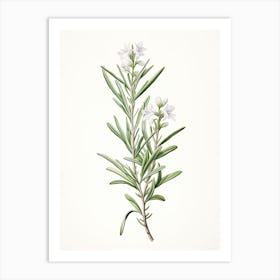 Rosemary Vintage Botanical Herbs 0 Art Print