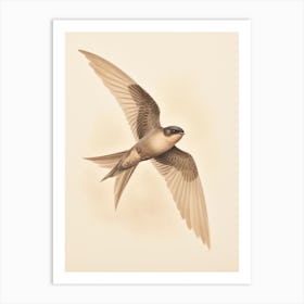 Vintage Bird Drawing Chimney Swift Art Print