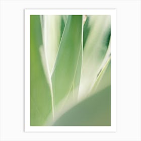 Soft Green Agave // Ibiza Nature Photography Art Print