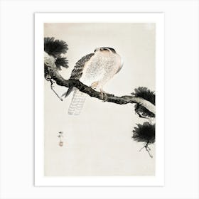 Hawk On Pine Branch (1900 1930), Ohara Koson Art Print