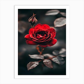 Dark Rose 32 Art Print