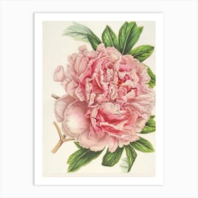 Pink Peony Art Print