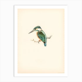 Kingfisher 8 Art Print