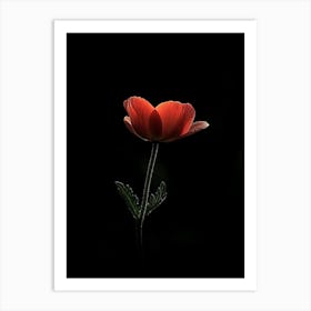 Single Poppy Flower 2 Art Print