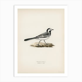 Pied Wagtai Male, The Von Wright Brothers Art Print