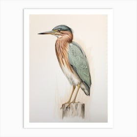 Vintage Bird Drawing Green Heron 2 Art Print