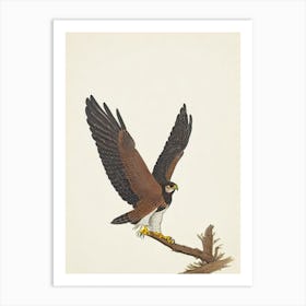 Falcon Illustration Bird Art Print