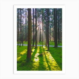 Sunrise In The Forest 1 Art Print