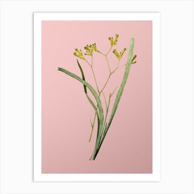 Vintage Anigozanthos Flavida Botanical on Soft Pink n.0246 Art Print