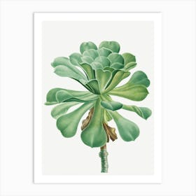 Succulent Plant Art Print