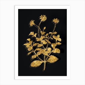 Vintage Blue Marguerite Plant Botanical in Gold on Black n.0259 Art Print