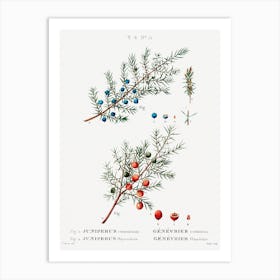 Common Juniper, Pierre Joseph Redoute Art Print