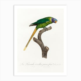 The Plum Headed Parakeet, Female From Natural History Of Parrots, Francois Levaillant Art Print