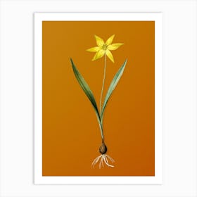 Vintage Tulipa Celsiana Botanical on Sunset Orange n.0636 Art Print
