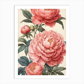 Pink Peonies Art Print