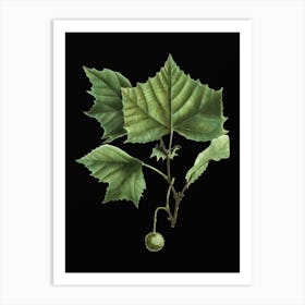 Vintage American Sycamore Botanical Illustration on Solid Black n.0918 Art Print