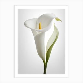 White Calla Lily 3 Art Print