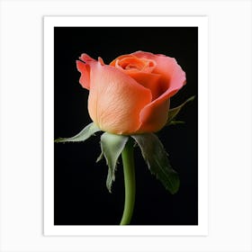 Rose On Black Background 8 Art Print