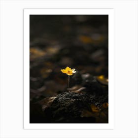 Single Yellow Flower 56 Art Print