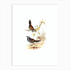 Vintage Chestnut Backed Groud Thrush Bird Illustration on Pure White n.0250 Art Print