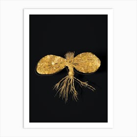 Vintage Massonia Pustulata Botanical in Gold on Black n.0450 Art Print