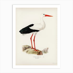 White Stork (Ciconia Ciconia), The Von Wright Brothers Art Print