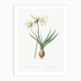 Belladonna Lily, Pierre Joseph Redoute Art Print