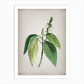 Vintage Malabar Nut Botanical on Parchment n.0251 Art Print