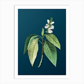 Vintage Malabar Nut Botanical Art on Teal Blue n.0469 Art Print