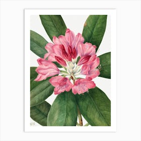 Vintage Botanical Mary Vaux Walcott _2732414 Art Print