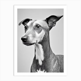 American Hairless Terrier 2 B&W Pencil Dog Art Print