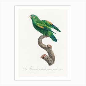 The Marigold Lorikeet, Male From Natural History Of Parrots, Francois Levaillant Art Print