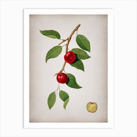 Vintage Cherry Plum Botanical on Parchment n.0326 Art Print