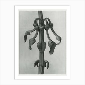 Upright Birth Wort, Karl Blossfeldt Art Print