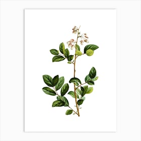 Vintage Andromeda Mariana Branch Botanical Illustration on Pure White n.0963 Art Print