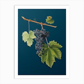 Vintage Grape Colorino Botanical Art on Teal Blue n.0090 Art Print