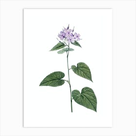 Vintage Morning Glory Flower Botanical Illustration on Pure White n.0065 Art Print