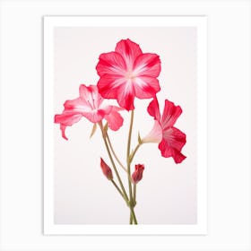 Pressed Wildflower Botanical Art Fire Pink Silene Virginica Flower 4 Art Print