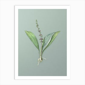 Vintage Peliosanthes Teta Botanical Art on Mint Green n.0664 Art Print