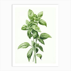 Basil Vintage Botanical Herbs 1 Art Print