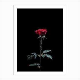 Single Red Rose On Black Background 11 Art Print