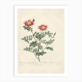 Rose Illustration, Pierre Joseph Redoute, Pierre Joseph Redoute(132) Art Print