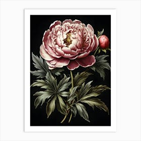 Peony 2 Art Print