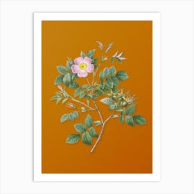 Vintage Malmedy Rose Botanical on Sunset Orange n.0967 Art Print