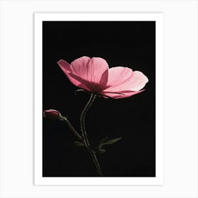 Pink Cosmos Art Print